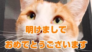 【仁王2】明けましておめでとうございます。一反木綿の魂代を集めつつ、今後の予定なども話します