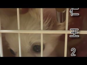 [仁王2]ツクヨミ　オモイカネ探し！#2