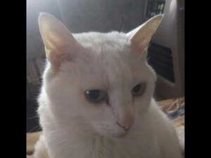 帰ってきた弓使い鬼女!!：簡易ドローン付き多種弓ビルドで仁王２を楽しむ。