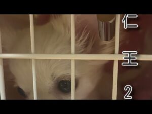 [仁王2]　最弱仁王の旅　#12 奈落しんどい😩😩😩