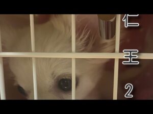 [仁王2]　最弱仁王の旅　#14　出口まで、あと少し😩😩😩