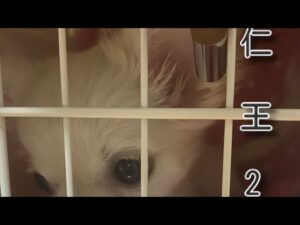 [仁王2]　深部で沼る😚😚😚