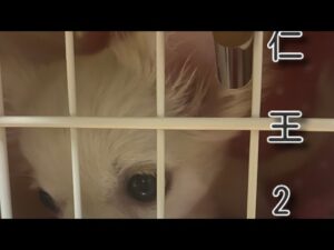 [仁王2]　鬼畜深部で遊ぶ😉😉😉