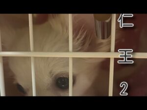 [仁王2]　久しぶりに深部16～😚😚😚