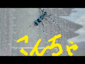 プロジェクト芽美　仁王2    [ 呼び出しくるか、満足するまで重・陰陽師]＊ネタバレあり、おっさんの下手くそプレイ