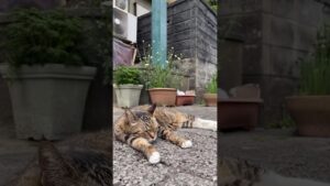 仁王像とねこ