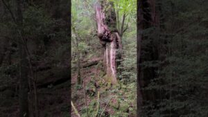 仁王杉（屋久島）